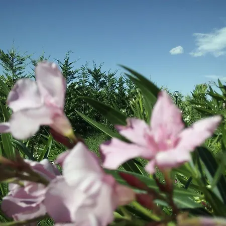 Oda ve Kahvaltı Posta Piana *